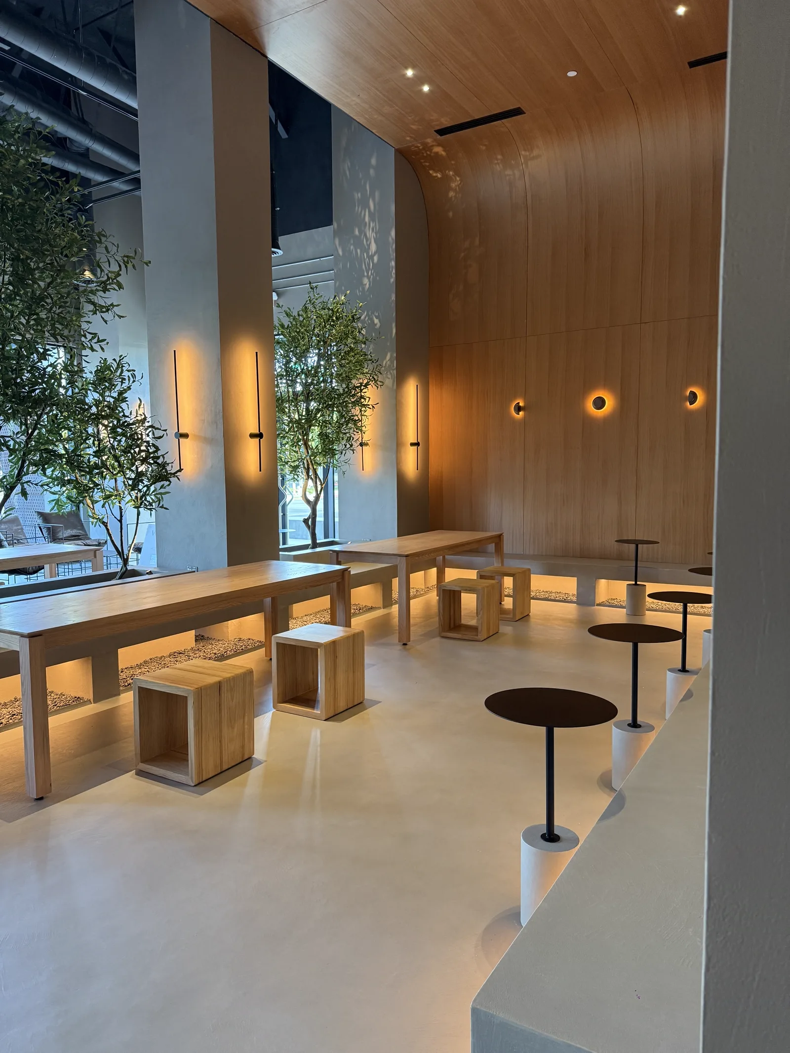 Olive tree beneath the curved wood ceiling